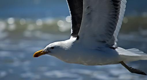 Down at the seaside-cape-gull-ptr-nstr-_dsc5008r.jpg