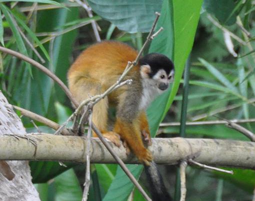 Costa Rica-squirrel-monkey.jpg