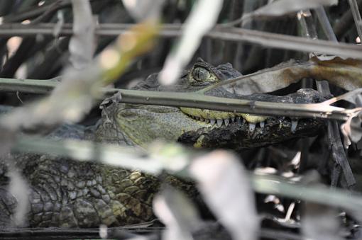 Costa Rica-caiman.jpg