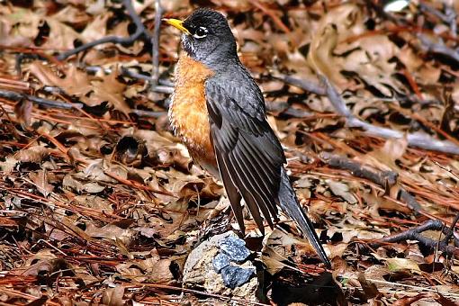 Robins..N.Flickr-canon400-5.85.jpg