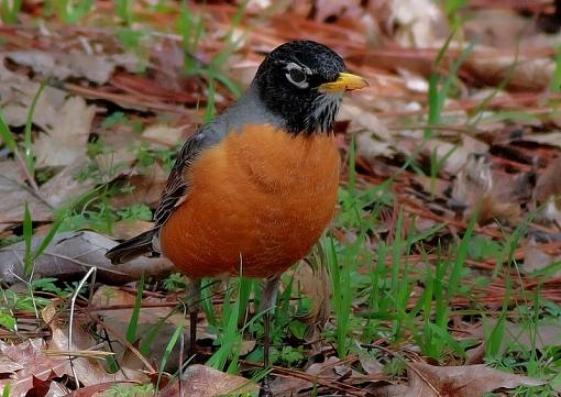 Robins..N.Flickr-canon400-5.84.jpg