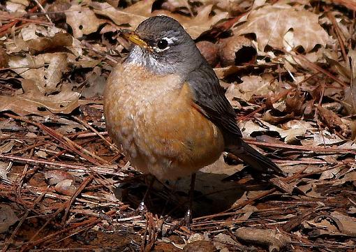 Robins..N.Flickr-canon400-5.81.jpg