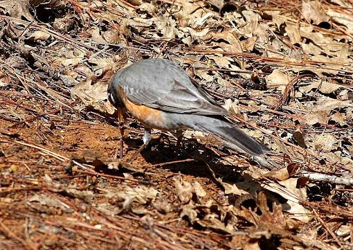 Robins..N.Flickr-canon400-5.86.jpg