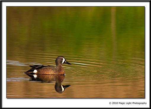 Blue-winged teal-_mg_4200.jpg