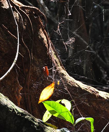 Costa Rica-roots.jpg