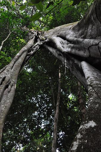 Costa Rica-tree2.jpg