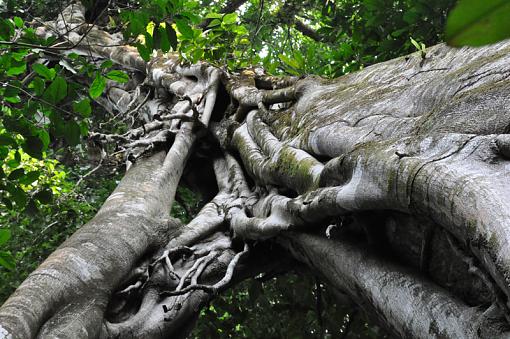 Costa Rica-tree1.jpg