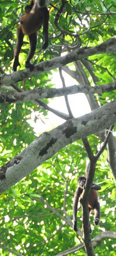 Costa Rica-spider-monkeys.jpg