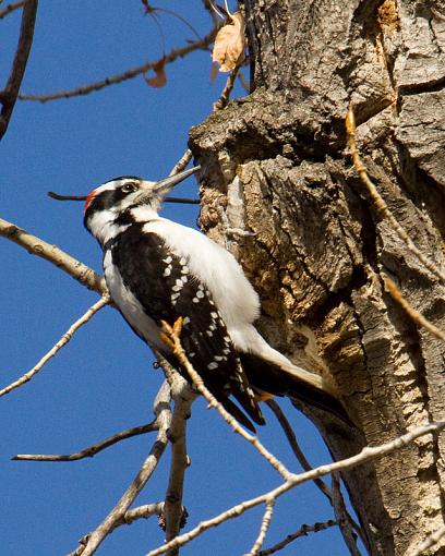 Elusive Woodpecker-woodpecker-sm.jpg