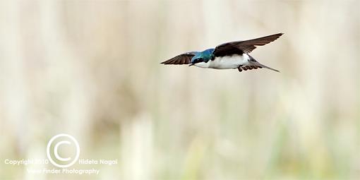 BIF or Lunch-swallows-1.jpg