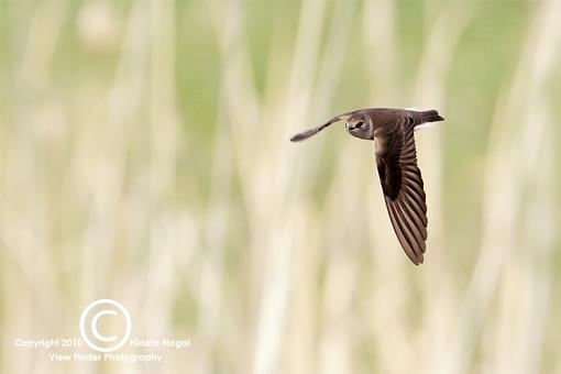 BIF or Lunch-swallows-2.jpg