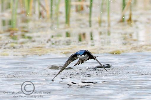 BIF or Lunch-swallows-3.jpg