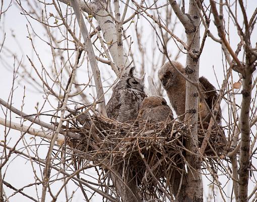 Owl Family-img_6545_edited-3.jpg