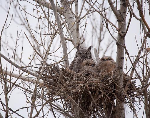 Owl Family-img_6598_edited-3.jpg