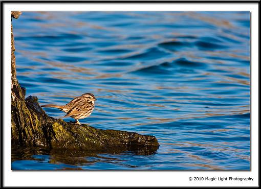 SPRING 2010 Bird ID Thread-_mg_3944.jpg