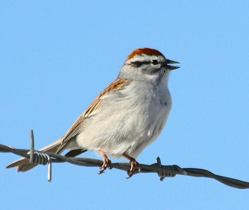 May I introduce The Chipping Sparrow...... OR-chipping-sparrow-2.jpg