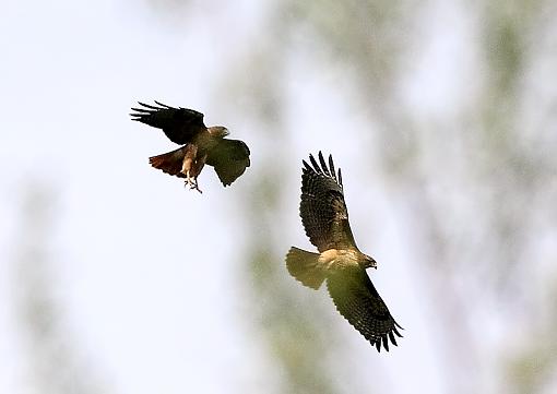 Red-Tail Hawk Attacks Vulture-img_5357-800.jpg