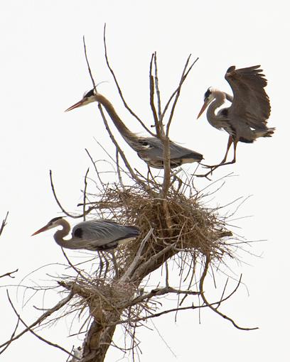 3X GBH and some &quot;backyard&quot; birds-3-herons.jpg
