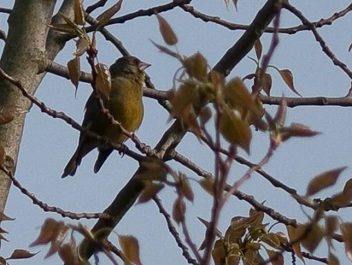 SPRING 2010 Bird ID Thread-_1040458.jpg