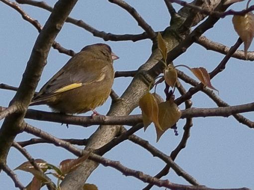 SPRING 2010 Bird ID Thread-_1040459.jpg