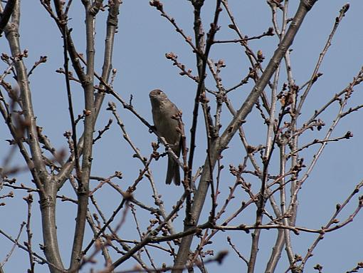 SPRING 2010 Bird ID Thread-_4245501.jpg