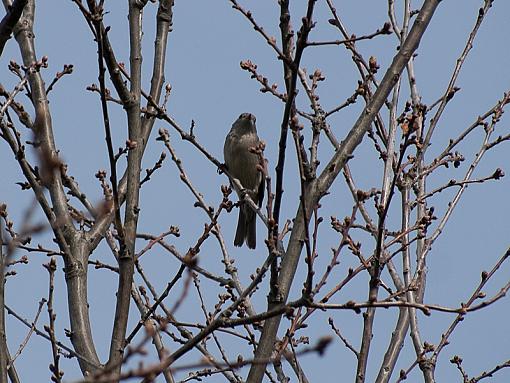 SPRING 2010 Bird ID Thread-_4245502.jpg