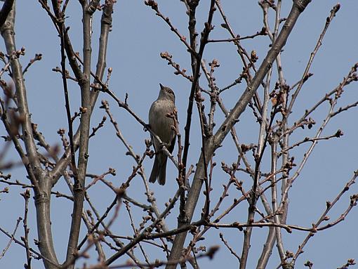 SPRING 2010 Bird ID Thread-_4245503.jpg