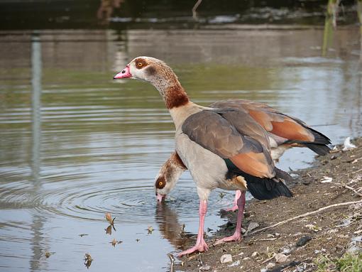 SPRING 2010 Bird ID Thread-_1040536.jpg