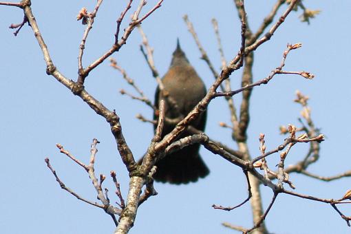 SPRING 2010 Bird ID Thread-img_6662.jpg