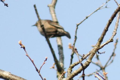 SPRING 2010 Bird ID Thread-img_6662-3.jpg