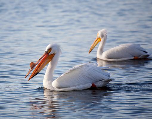 Pelicans-img_7131_edited-5.jpg