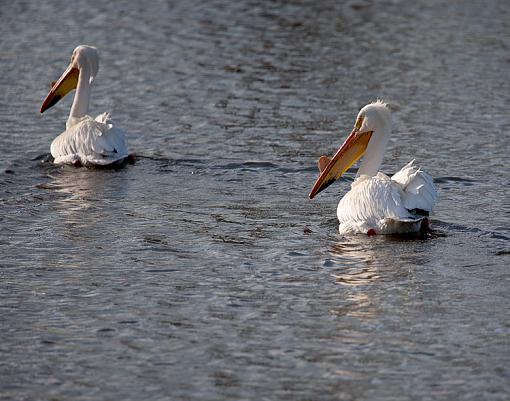 Pelicans-img_7145_edited-2.jpg