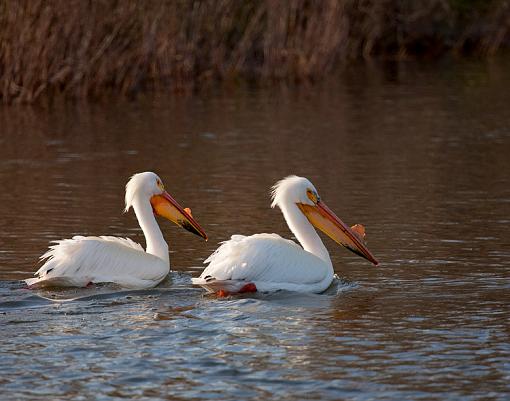 Pelicans-img_7148_edited-3.jpg