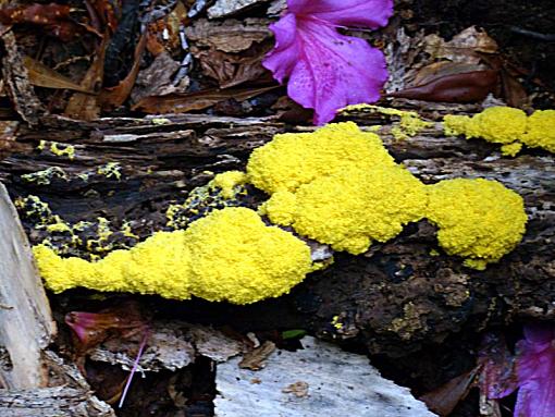 I like Yellow- no mater what color it is.-yellow-what.jpg