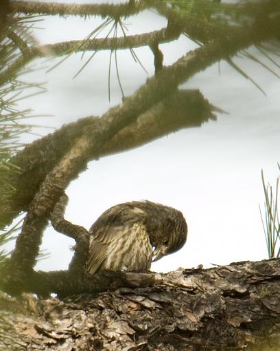 SPRING 2010 Bird ID Thread-mystery-bird.jpg