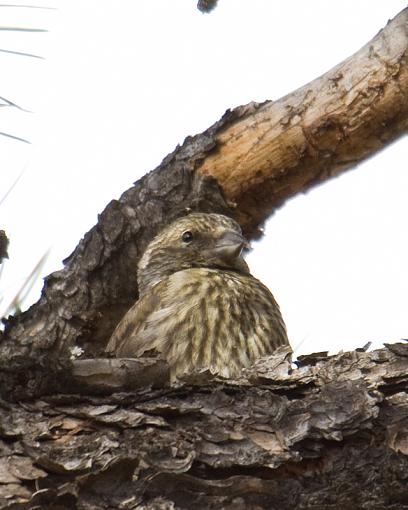 SPRING 2010 Bird ID Thread-mystery-bird-3.jpg