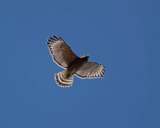 SPRING 2010 Bird ID Thread-2262w.jpg