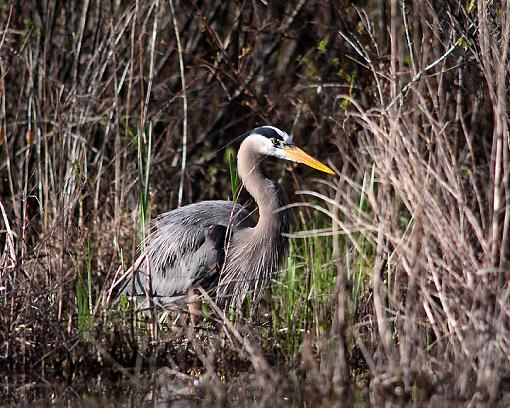 SPRING 2010 Bird ID Thread-2423w.jpg