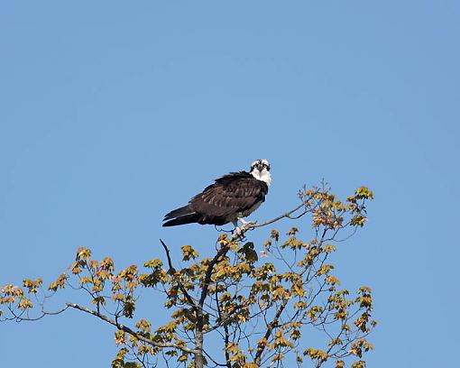 SPRING 2010 Bird ID Thread-2599w.jpg