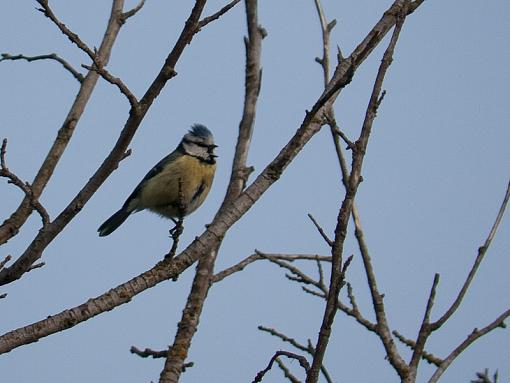 SPRING 2010 Bird ID Thread-_1040571.jpg