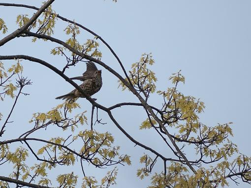 SPRING 2010 Bird ID Thread-_1040559.jpg