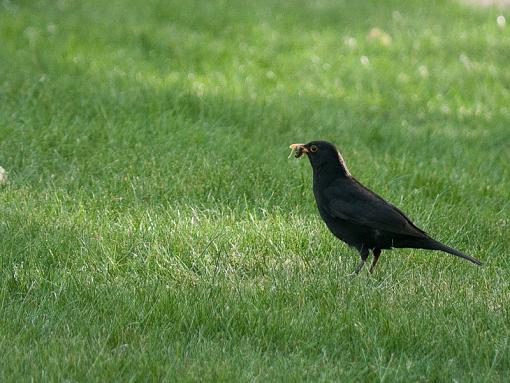 SPRING 2010 Bird ID Thread-_1040548.jpg