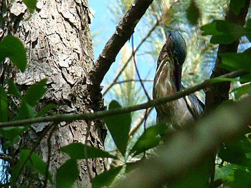 Little green heron-green-preen.jpg