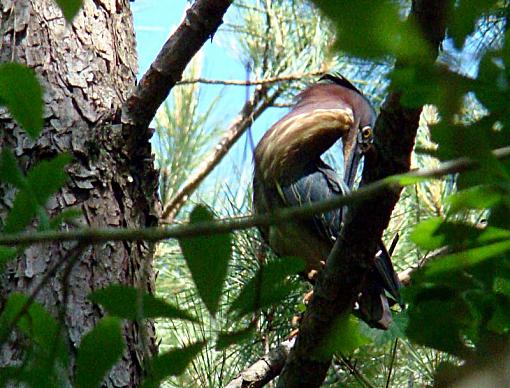 Little green heron-green-preen-2.jpg