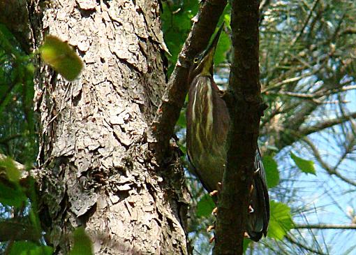 Little green heron-green-top-limb.jpg