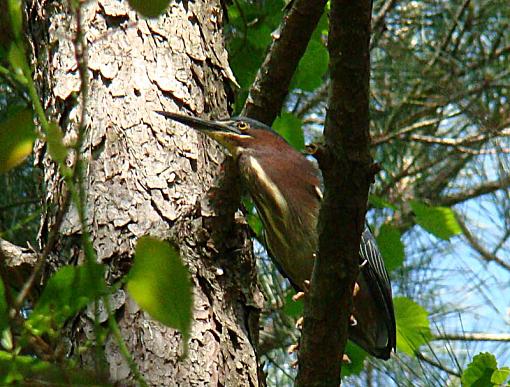 Little green heron-green-top-limb-2.jpg