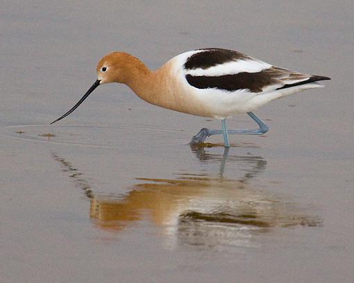 Freezeout Lake-american-avocet.jpg