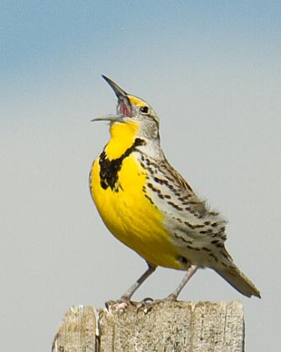 Freezeout Lake-singing-meadowlark.jpg