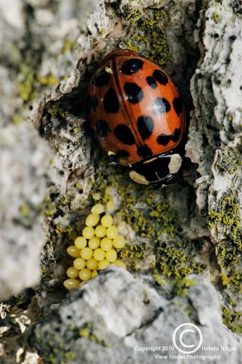 A lady with her eggs-lady-eggs.jpg