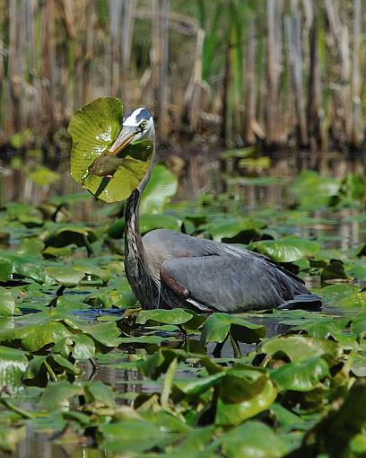 Great Blue Heron-dsc_4332_web.jpg